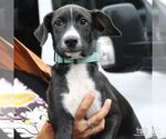 Small #4 Mutt