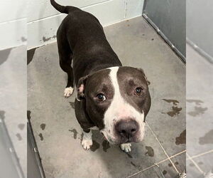 American Staffordshire Terrier-Unknown Mix Dogs for adoption in Tavares, FL, USA