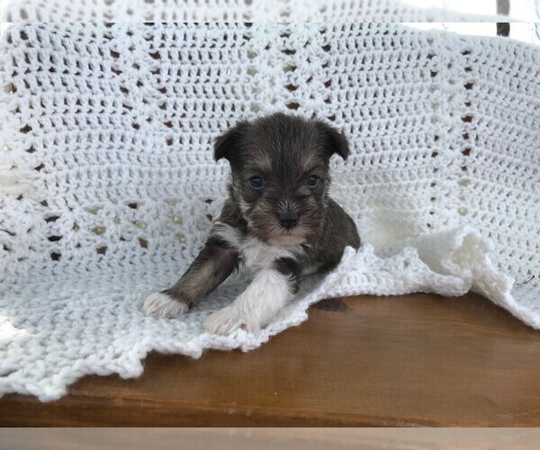 Medium Photo #7 Schnauzer (Miniature) Puppy For Sale in NIANGUA, MO, USA