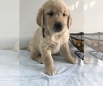 Small Photo #6 Golden Retriever Puppy For Sale in GOSHEN, IN, USA