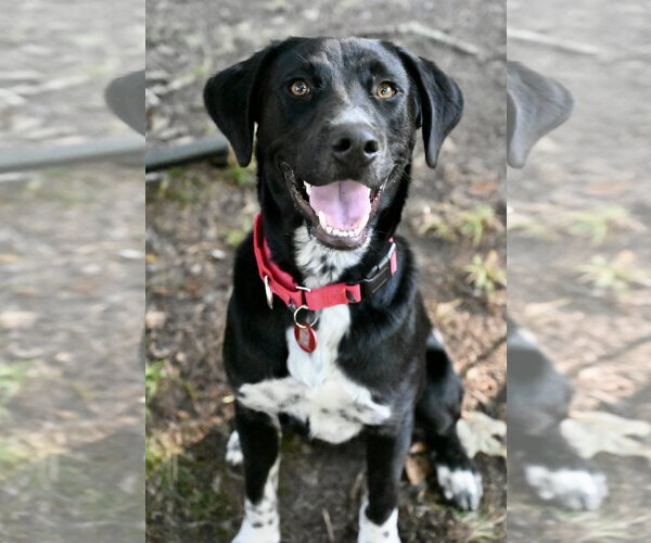 Medium Photo #1 Labrador Retriever-Unknown Mix Puppy For Sale in Wakefield, RI, USA