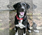 Vader Dot *LOCAL* - Male Labrador Retriever-Unknown Mix Dog for Adoption - Small photo