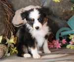 Small #6 Australian Shepherd