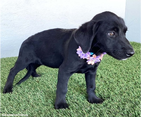 Medium Photo #3 Mutt Puppy For Sale in San Diego, CA, USA