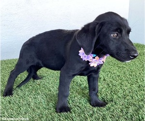 Amber - Female Dachshund-Unknown Mix Dog for Adoption - Photo #3