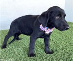 Small #2 Mutt