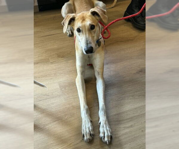 Medium Photo #1 Greyhound Puppy For Sale in Cherry Hill, NJ, USA