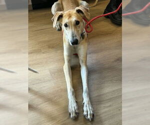 Greyhound Dogs for adoption in Cherry Hill, NJ, USA