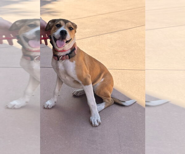 Medium Photo #2 Beagle-Unknown Mix Puppy For Sale in Lake Forest, CA, USA