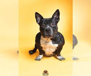 Medium American Staffordshire Terrier-Bulldog Mix