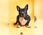 Small American Staffordshire Terrier-Bulldog Mix