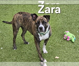 American Staffordshire Terrier Dogs for adoption in Derwood, MD, USA