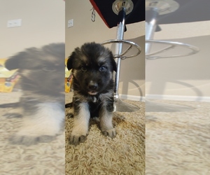 German Shepherd Dog-Siberian Husky Mix Puppy for sale in COLORADO SPRINGS, CO, USA