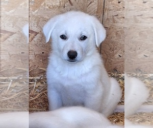 German Shepherd Dog Puppy for sale in SPOTSYLVANIA, VA, USA