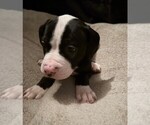 Puppy Blair American Bulldog