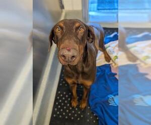 Doberman Pinscher Dogs for adoption in San Martin, CA, USA