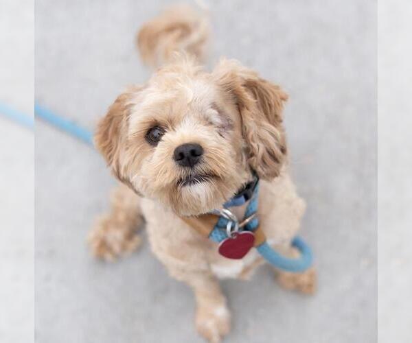 Medium Photo #5 Poodle (Miniature)-Unknown Mix Puppy For Sale in San Diego, CA, USA