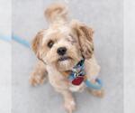 Small #4 Poodle (Miniature) Mix