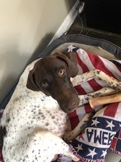 Mother of the German Shorthaired Pointer puppies born on 04/24/2018
