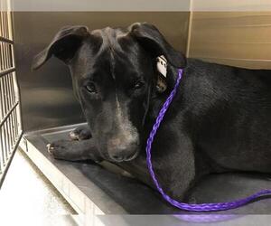 Labrador Retriever Dogs for adoption in Orange, CA, USA