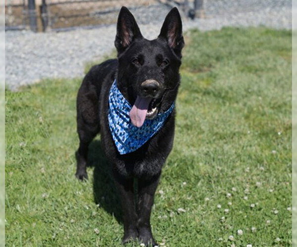 Medium Photo #1 German Shepherd Dog Puppy For Sale in Placerville, CA, USA