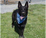Small German Shepherd Dog