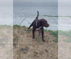 American Staffordshire Terrier-Unknown Mix Dogs for adoption in San Antonio, TX, USA