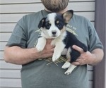 Small Photo #10 Pembroke Welsh Corgi Puppy For Sale in MILTON, WI, USA