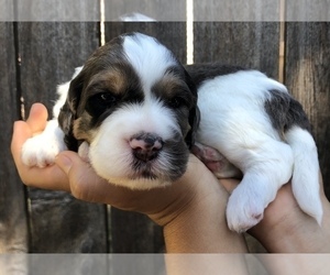 Springerdoodle Puppy for Sale in SHERMAN, Texas USA