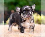 Small #3 French Bulldog