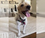 Small #2 Jack Russell Terrier Mix
