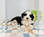 Small #2 Miniature Bernedoodle