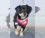 Small #5 Cavalier King Charles Spaniel-Spaniel Mix