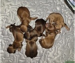 Small Dachshund
