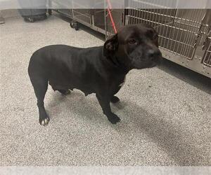 American Pit Bull Terrier Dogs for adoption in Houston, TX, USA