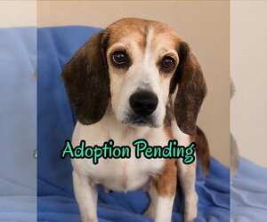 Beagle-Unknown Mix Dogs for adoption in Dunnellon, FL, USA