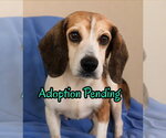 Dani - Female Beagle-Unknown Mix Dog for Adoption - Small photo