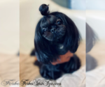 Small Photo #1 Shih Tzu Puppy For Sale in OCALA, FL, USA