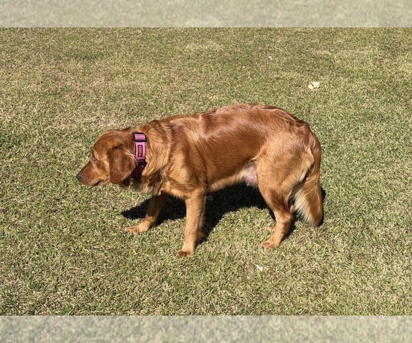 Medium Photo #1 Golden Retriever Puppy For Sale in CALABASH, NC, USA
