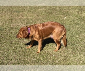 Mother of the Golden Retriever puppies born on 07/15/2026