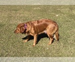 Small Photo #1 Golden Retriever Puppy For Sale in CALABASH, NC, USA