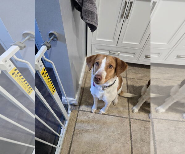 Medium Photo #1 Brittany-Unknown Mix Puppy For Sale in Curwensville, PA, USA