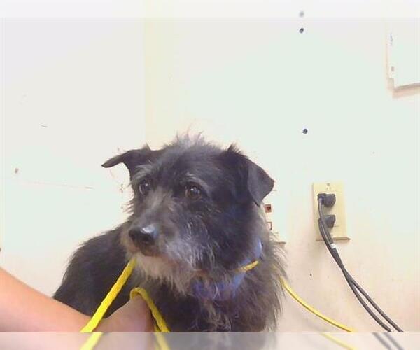 Medium Photo #1 Cairn Terrier-Unknown Mix Puppy For Sale in Sacramento, CA, USA
