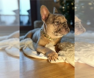 French Bulldog Puppy for sale in MERRIONETT PK, IL, USA