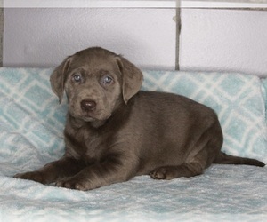 Labrador Retriever Puppy for sale in FREDERICKSBURG, OH, USA
