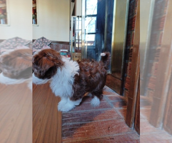 Medium Photo #2 Havapoo Puppy For Sale in LOUISVILLE, KY, USA