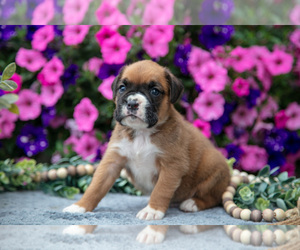 Medium Boxer