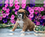 Puppy Sunny Boxer