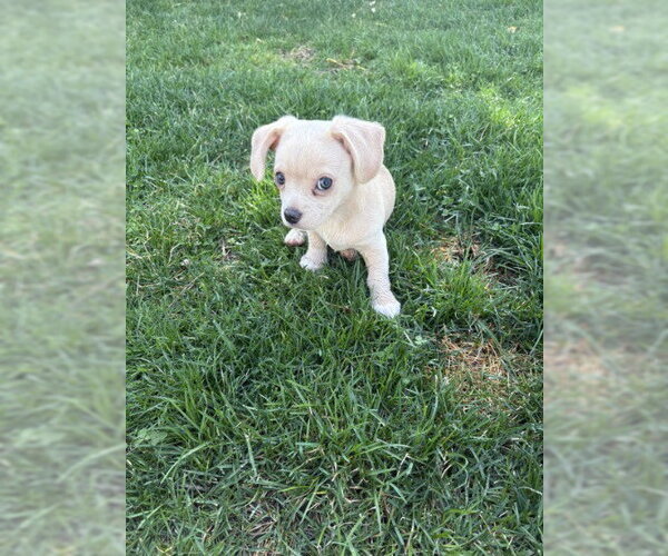 Medium Photo #5 Chihuahua-Unknown Mix Puppy For Sale in Oakhurst, NJ, USA