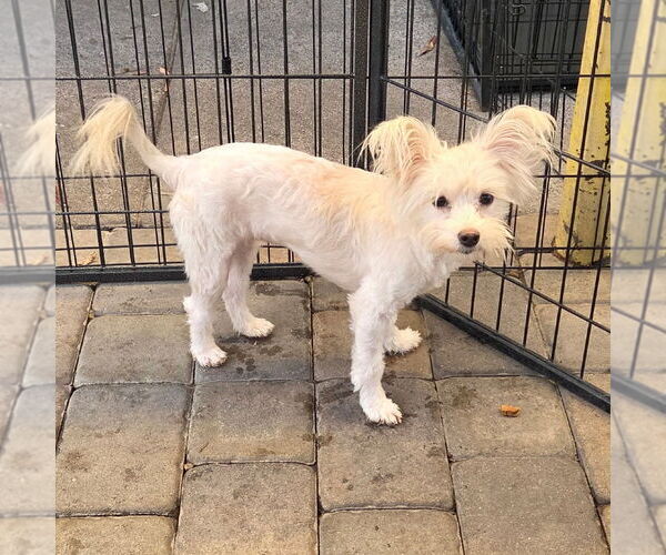 Medium Photo #1 Maltipom Puppy For Sale in Chico, CA, USA